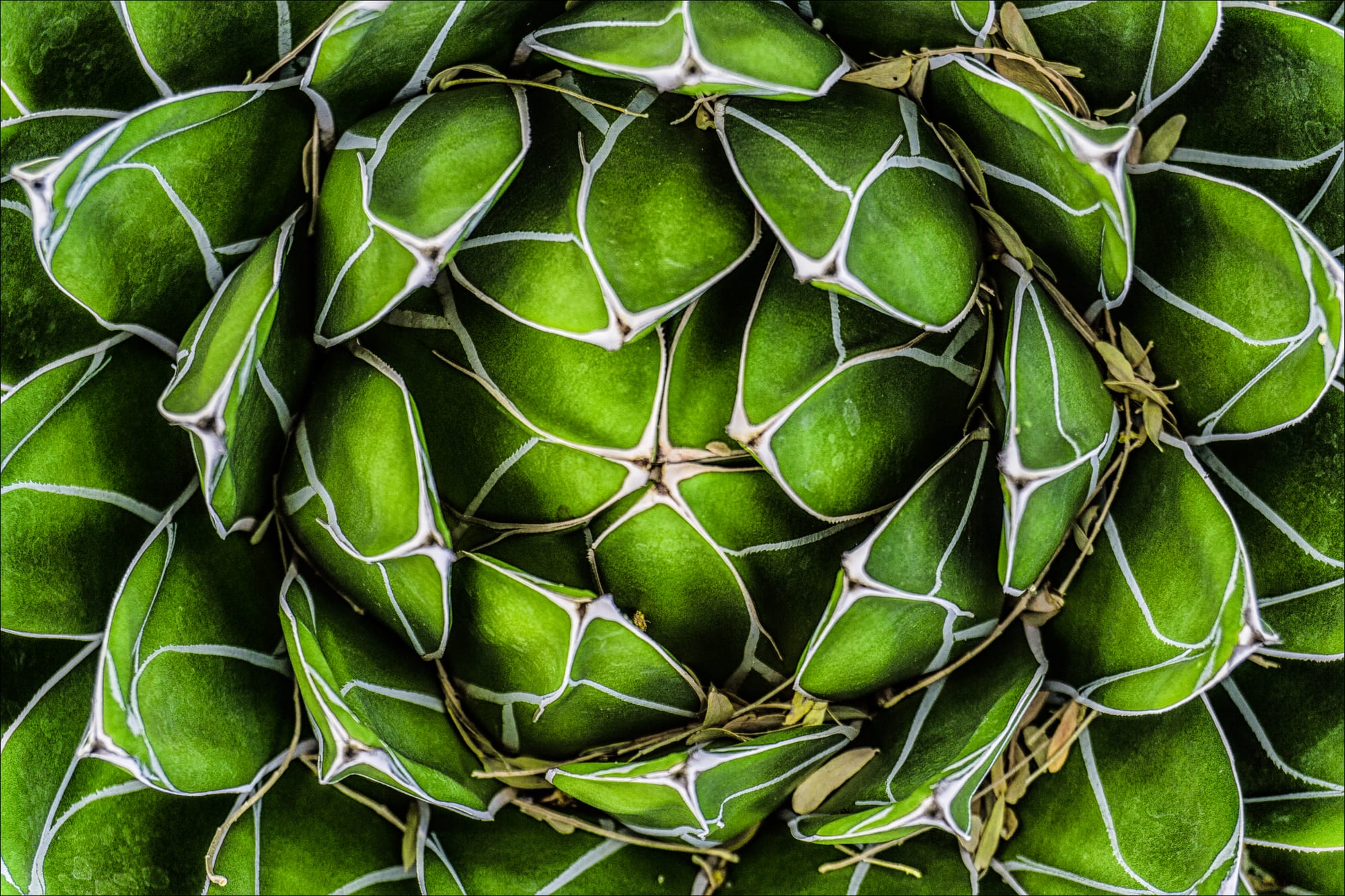 The Human Chronicler